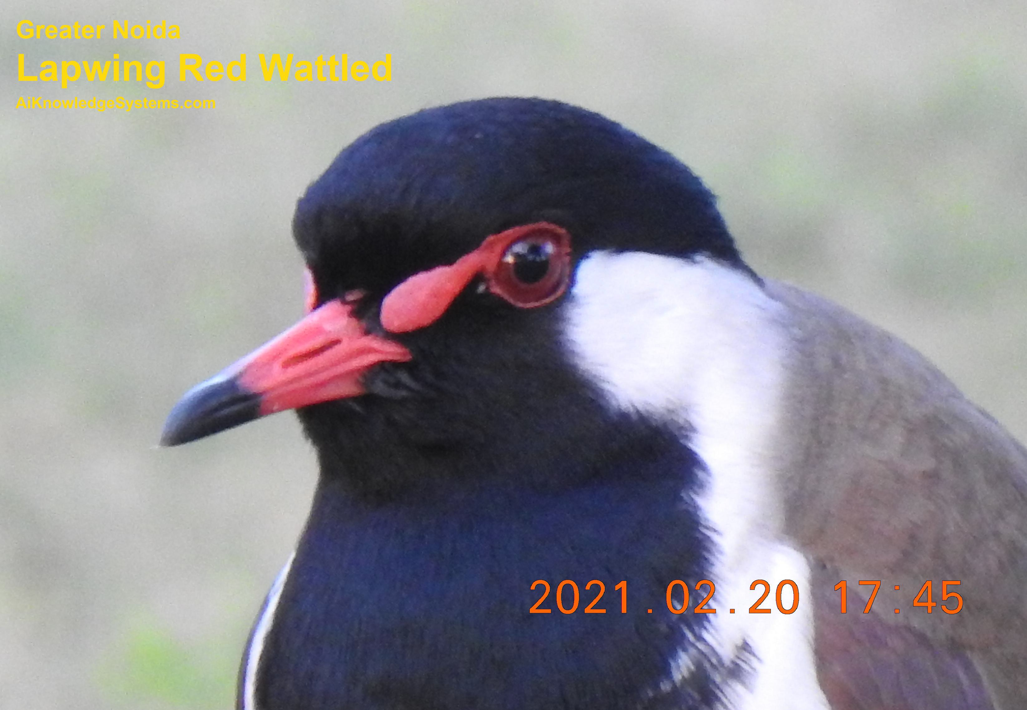 Lapwing Red Wattled (15) Coming Soon